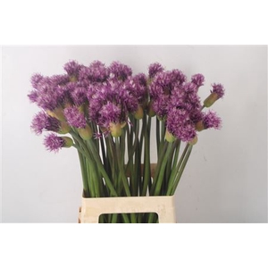 Allium Early Emperor