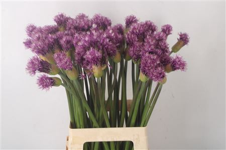 <h4>Allium Early Emperor</h4>