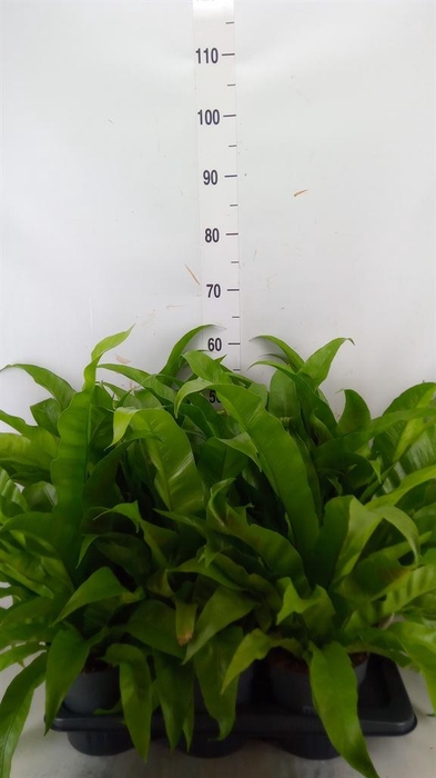 <h4>Asplenium antiquum</h4>