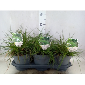 Pennisetum alopec. 'Hameln'