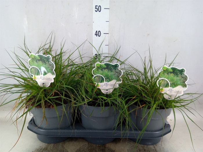 <h4>Pennisetum alopec. 'Hameln'</h4>