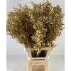 Ruscus Italie P Painted Gold