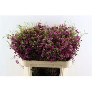 Cham Purple Free Spirit