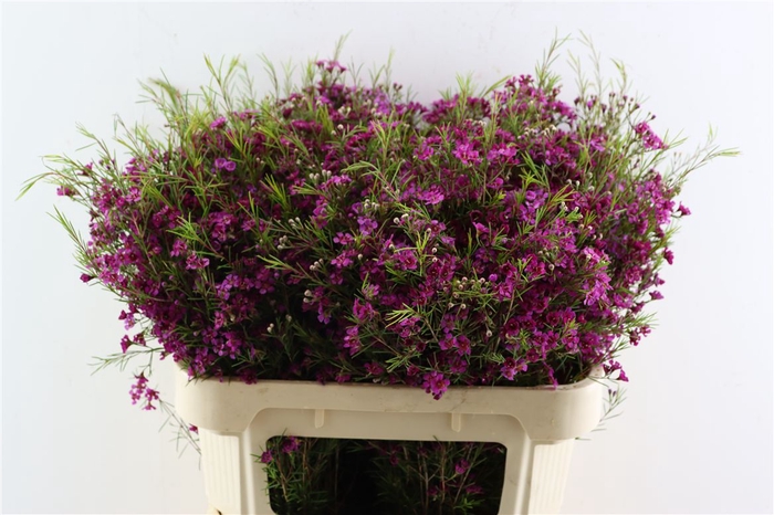 <h4>Cham Purple Free Spirit</h4>
