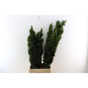Taxus Baccata Fastigiata