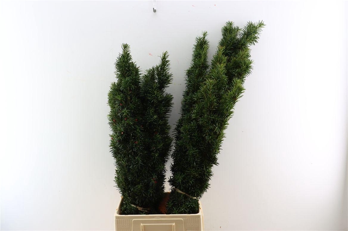 <h4>Taxus Baccata Fastigiata</h4>