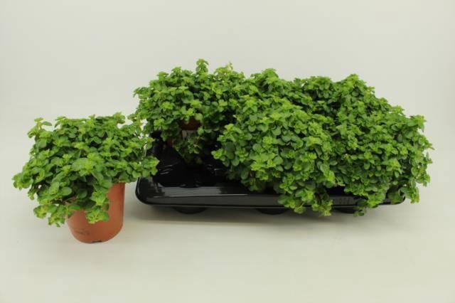 <h4>PEP ROTUNDIFOLIA</h4>