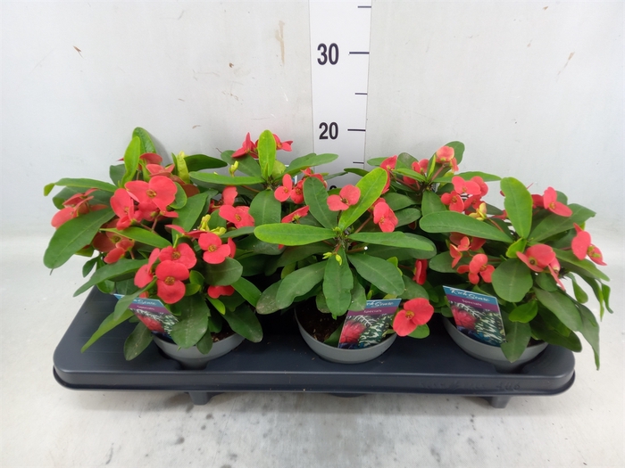 <h4>Euphorbia milii 'Cardinal'</h4>