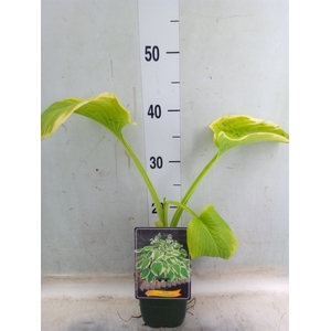 Hosta   ...