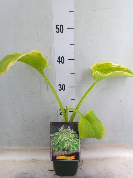 <h4>Hosta   ...</h4>