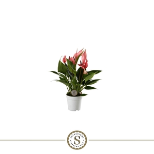 Anthurium andr. 'Lilli'