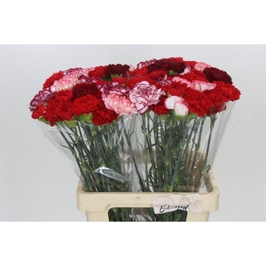Dianthus St Rainbow Mix Red