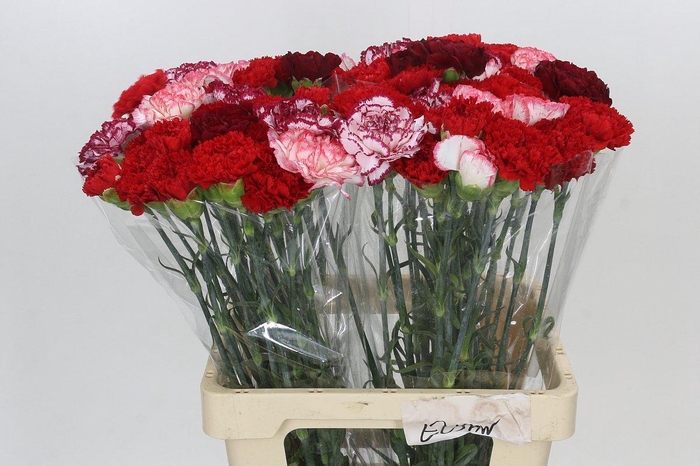 <h4>Dianthus St Rainbow Mix Red</h4>
