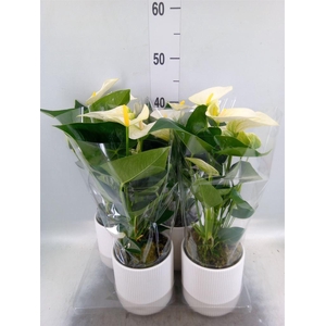 Anthurium  'Karma White'