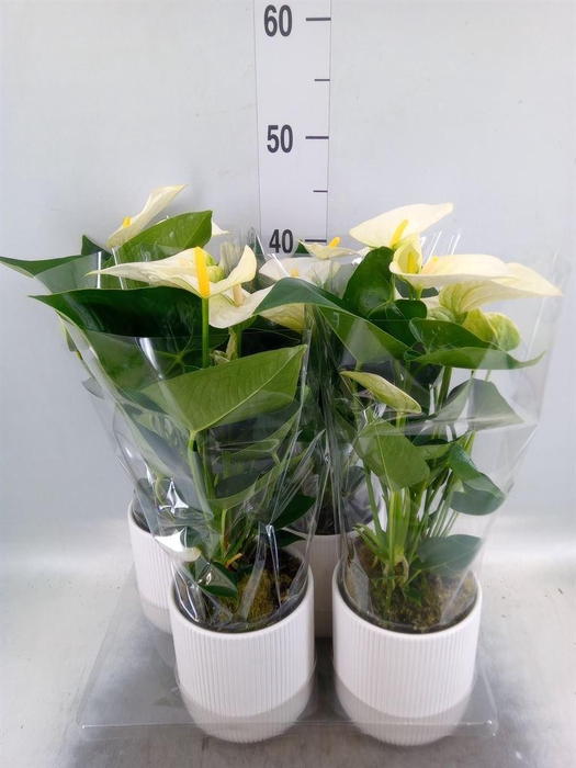 <h4>Anthurium  'Karma White'</h4>