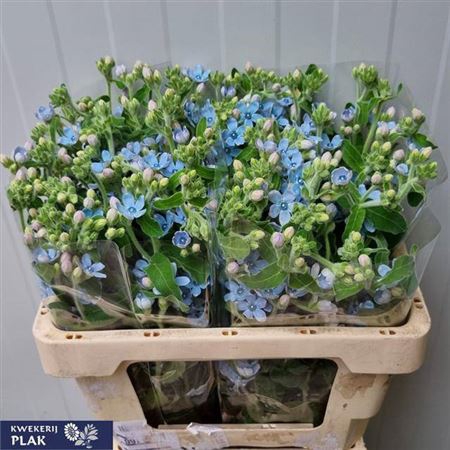 <h4>Oxy Co Tan Pure Blu Hollands</h4>