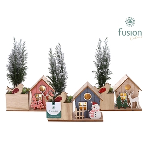 Kerst planter hout met verlichting met Chamaecyparis