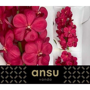 VANDA NA MAGIC RED