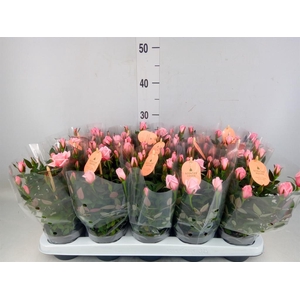 Rosa  'Rosaroma Pink'