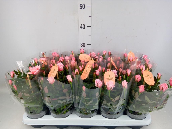 <h4>Rosa  'Rosaroma Pink'</h4>