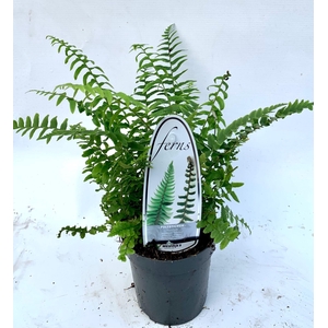 Polystichum munitum