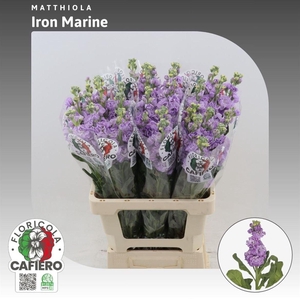 Matthiola Iron Marine
