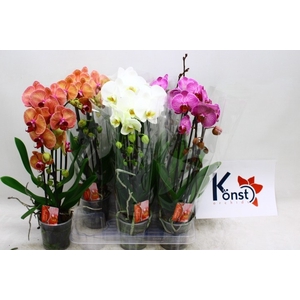 PHAL EL CASCADE
