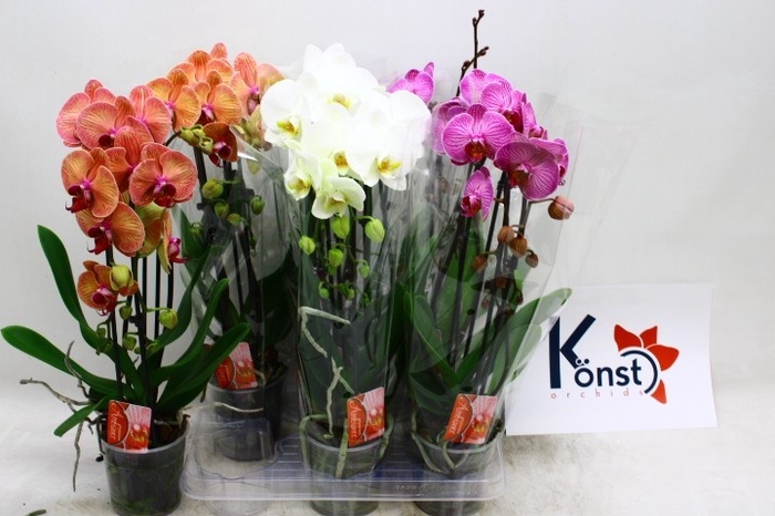 <h4>PHAL EL CASCADE</h4>