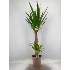 Yucca   ...
