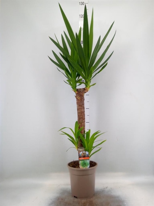 <h4>Yucca   ...</h4>