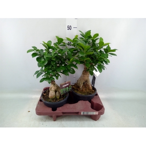 Ficus microcarpa 'Ginseng'