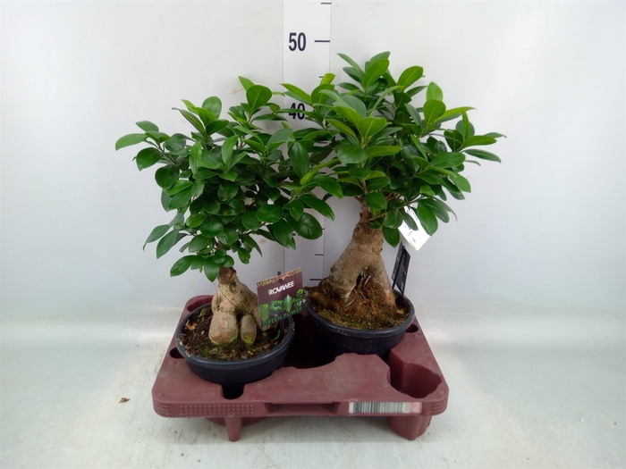 <h4>Ficus microcarpa 'Ginseng'</h4>