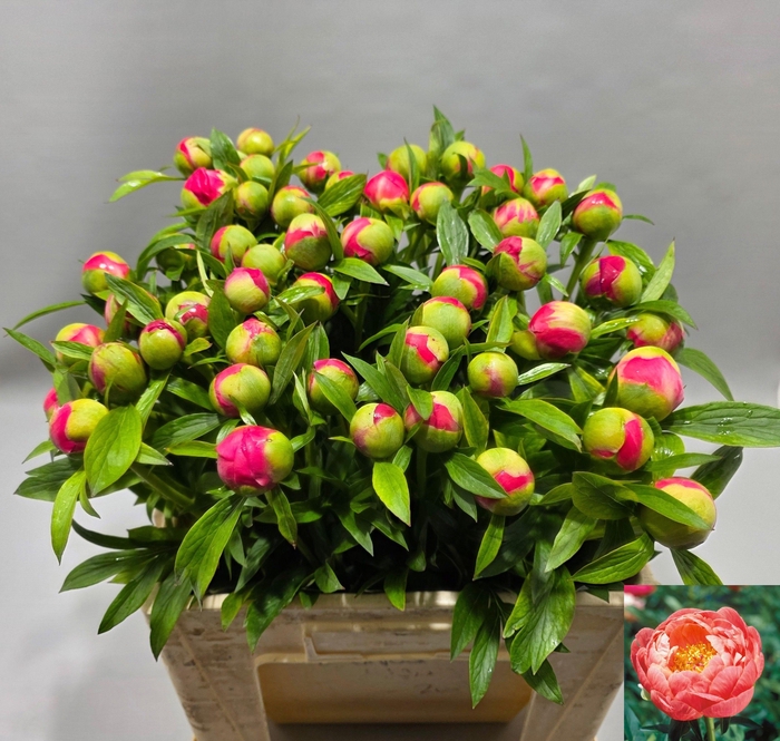 <h4>PAEO  CORAL CHARM</h4>