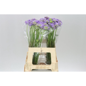 Scabiosa Atr Lavender Scoop