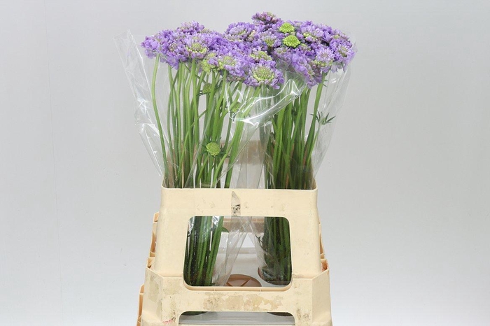 <h4>Scabiosa Atr Lavender Scoop</h4>