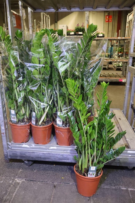 <h4>Zamio Zamiifolia</h4>