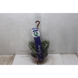 AESCHYNANTHUS TWISTER C21