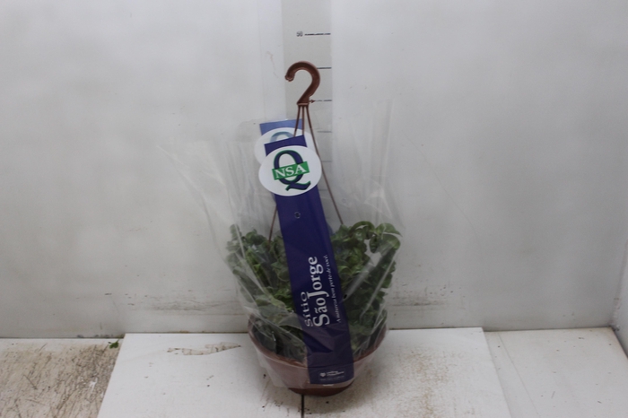 <h4>AESCHYNANTHUS TWISTER C21</h4>