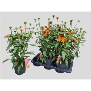 Echinacea purpurea SunSeekers Orange