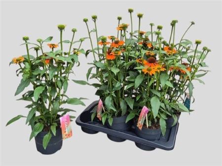 <h4>Echinacea purpurea SunSeekers Orange</h4>