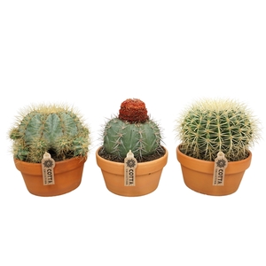 Bolcactus mix 20 cm