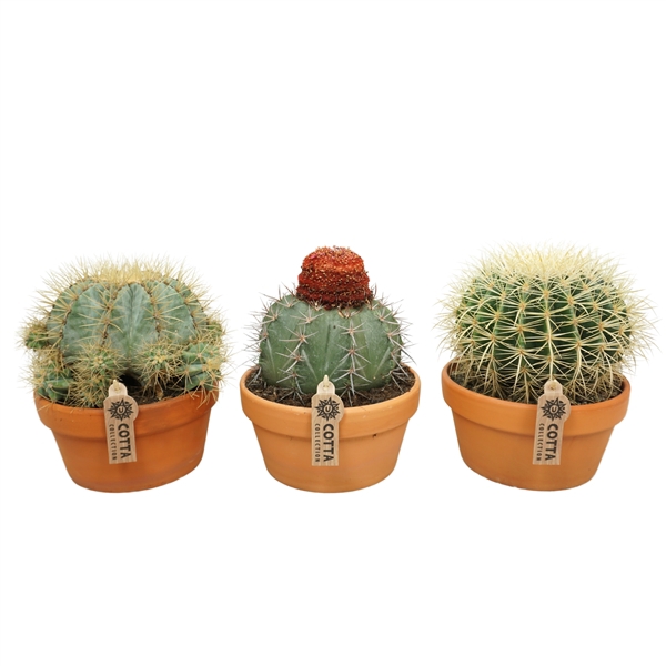 <h4>Bolcactus mix 20 cm</h4>