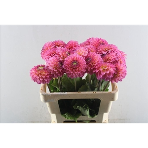 Dahlia barbados