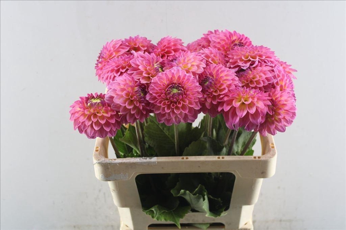 <h4>Dahlia barbados</h4>