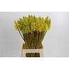 Kniphofia Eycone Yellow