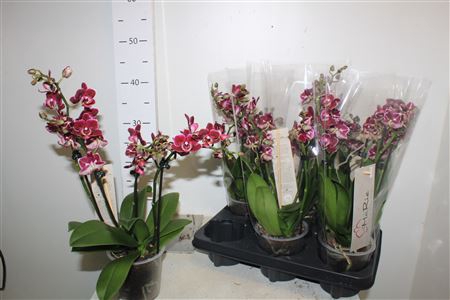 <h4>Phal Fancy Clementine 2pp 4 Branches 28+</h4>