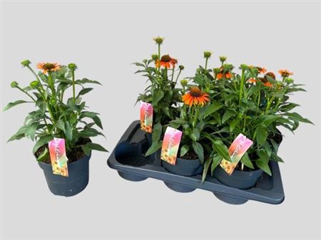 <h4>Echina Sunseek Orange</h4>