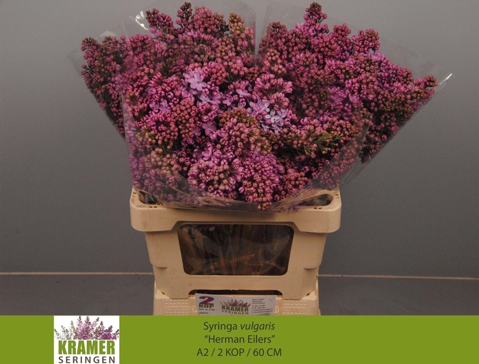 <h4>SYR V HERMAN EILERS</h4>