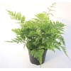Dryopteris dilatata