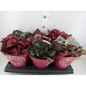 Begonia BD 'Beleaf'   ...mix